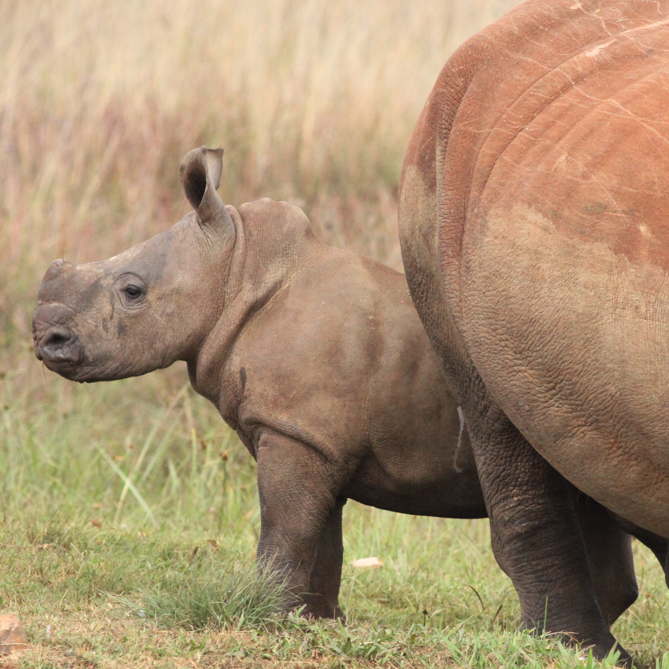 A dehorned rhino calf in South Africa, where most rhino poaching incidents are reported from. A 2025 study found that dehorning rhinos reduces poaching by 80%.