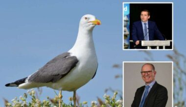 Scottish Government issues £100,000 to tackle disruptive urban gull populations before Inverness summit as MSP Douglas Ross brands the move ‘pitiful’