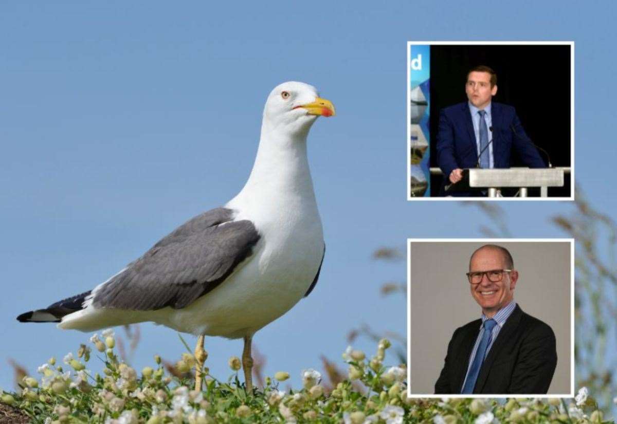 Scottish Government issues £100,000 to tackle disruptive urban gull populations before Inverness summit as MSP Douglas Ross brands the move ‘pitiful’