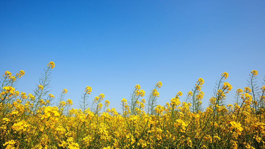 Canadian canola exports to the EU face a certification bottleneck while trade tensions with China persist. Image source: Adobe Stock