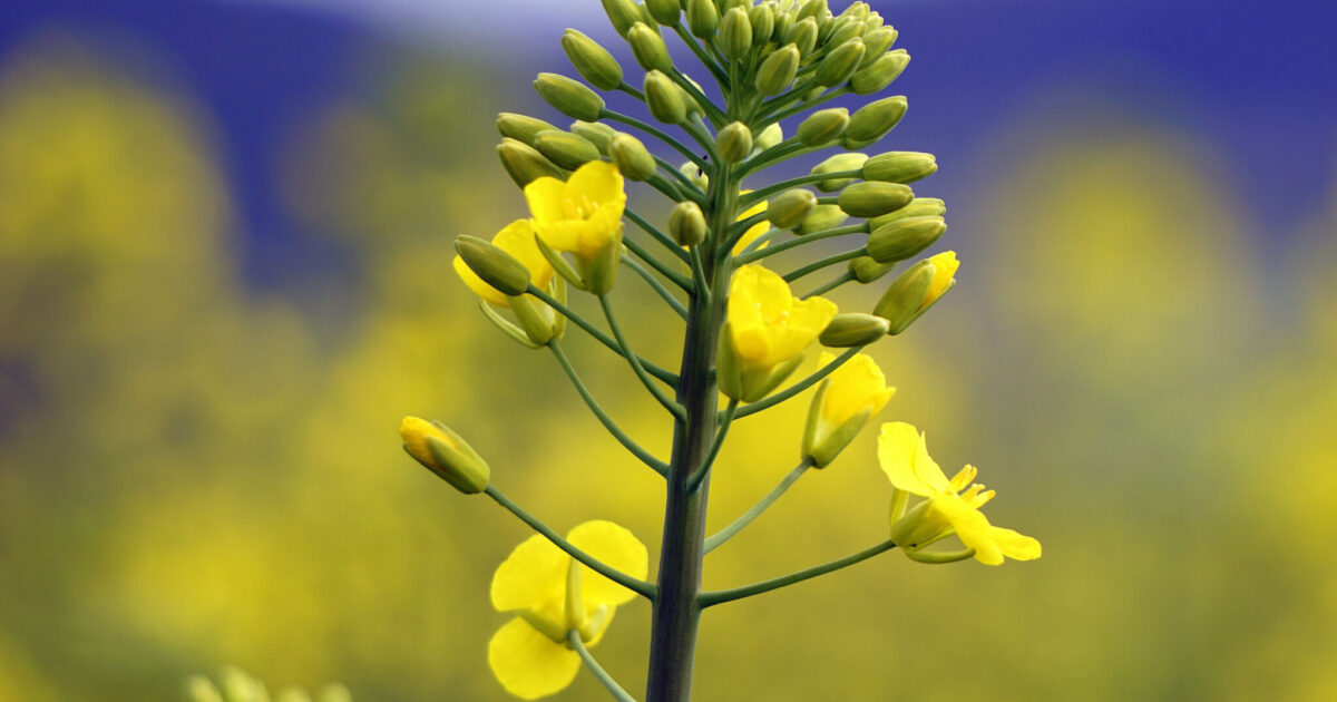 Researchers find genetic variability in camelina that could boost…