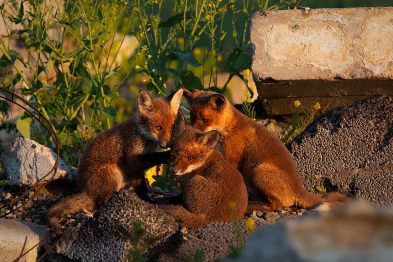 Three young red foxes sit closely together among rocks and greenery, bathed in warm sunlight. Two look alertly at the camera while the third gazes downward, creating a cozy and playful atmosphere.