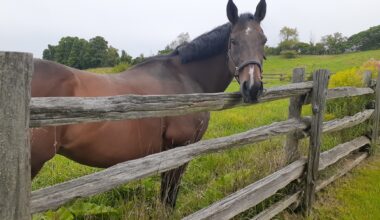 OTTB Spotlight: Reconfigure (Rico) - Woodbine Racetrack