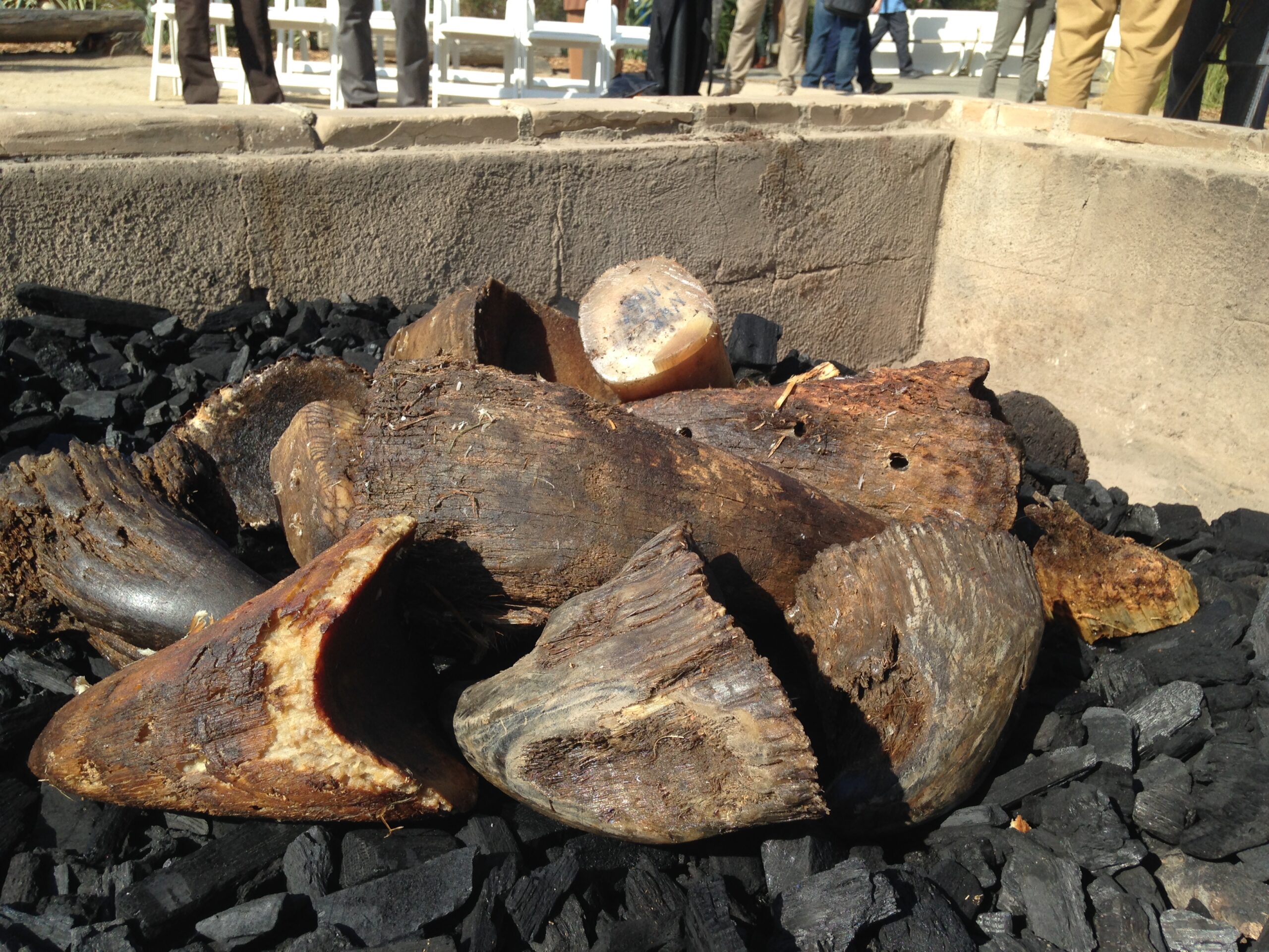 Seized rhino horns ready to be destroyed. The report finds that between 2021 and 2023, an estimated 676 - 853 rhino horns entered the illegal trade each year. 