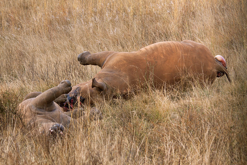 A mother and her calf poached for their horns in South Africa. The report found that poaching to meet the international demand for rhino horn continues to be a threat to all rhinos. 