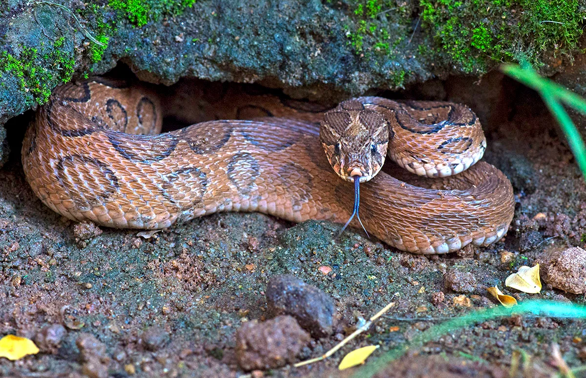 Russell's viper (Daboia russelii)