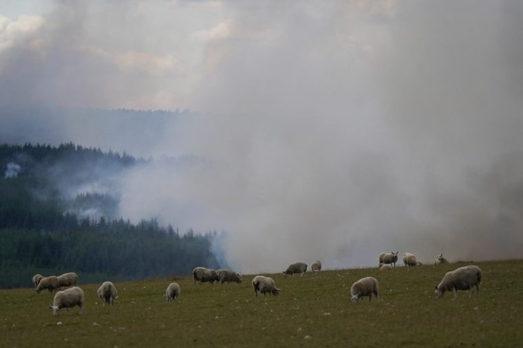 FYLINGDALES, UNITED KINGDOM - AUGUST 14: Smoke rises over woods as sheep graze as heathland on the North Yorks Moors continues to burn on August 14, 2025 in Fylingdales, United Kingdom. Crews continue to battle the fire, which was first reported on Langdale Moor near RAF Fylingdales on Monday evening. North Yorkshire??Fire Service says the blaze has spread to five square kilometers, and has been declared a major incident. (Photo by Ian Forsyth/Getty Images)