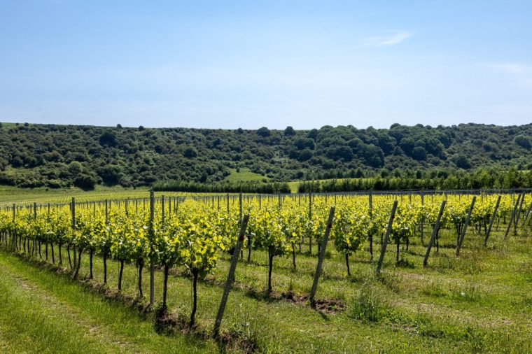 Grape vines in rural Sussex on a sunny day in June