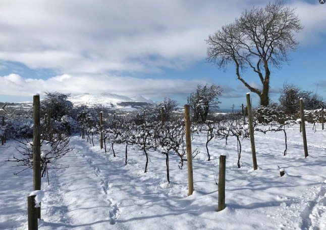 Vines covered in snow at Pant Du vineyard in Snowdonia, North Wales (Picture: Pant Du Vineyard)