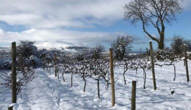 Welsh wine is booming, but would you go for cwm cabernet? | News Tech