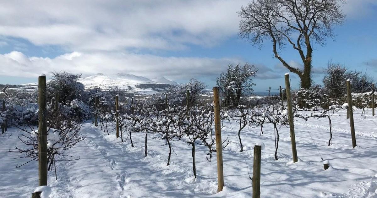 Welsh wine is booming, but would you go for cwm cabernet? | News Tech