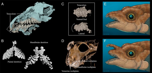 Meet the ghostly ratfish that uses teeth on its forehead to have sex