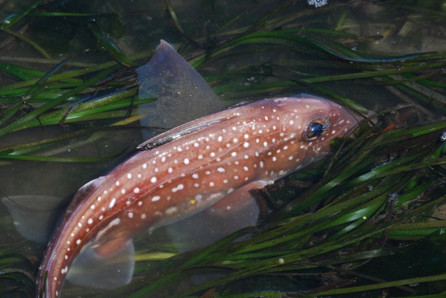 (Hydrolagus colliei) The Spotted Ratfish is a northeast Pacific Ocean species found from Alaska to Baja California. They are named for the pointed rat-like tail. Mature males have claspers on the underside of its body. Beware of the spine on the forward dorsal fin, if not handled correctly it will slice your hand.