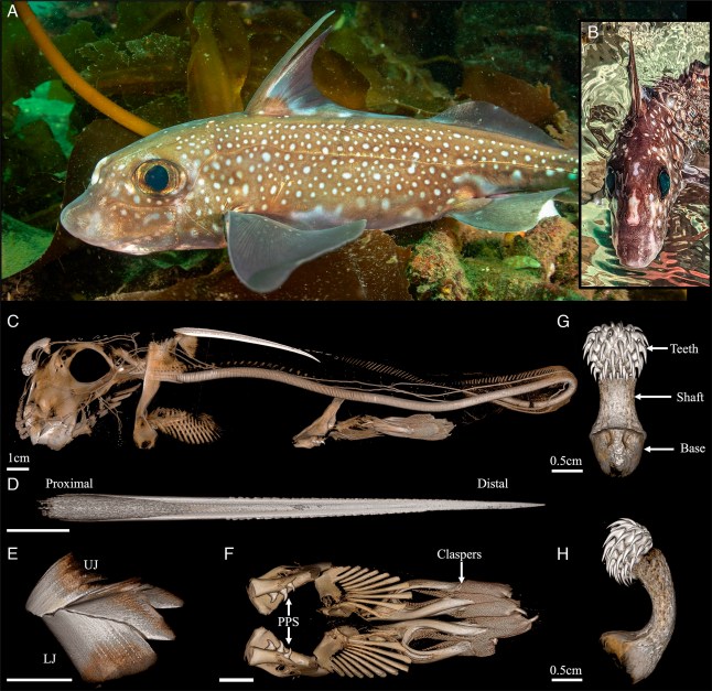 Meet the ghostly ratfish that uses teeth on its forehead to have sex