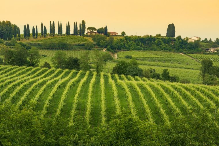 Conegliano Veneto - Collabrigo - the prosecco hills