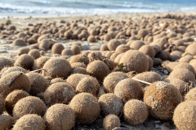 Posidonia Oceanica, fuzzy algal sea balls, funny kiwi like balls on Mallorca beaches; Shutterstock ID 1337359106; purchase_order: -; job: -; client: -; other: -