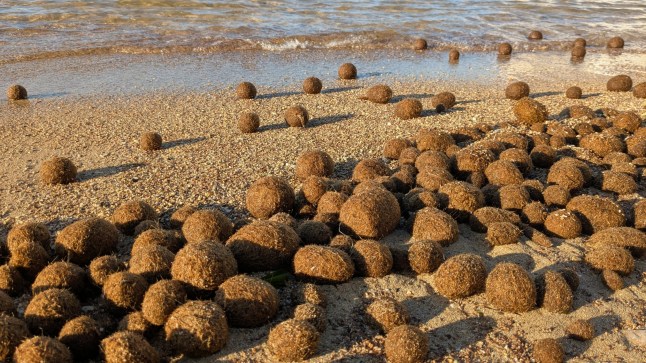 St. Paul's Bay, Malta April 3rd 2025 - Egagropili, aka Neptune balls - fibrous balls of Posidonia grass on the shoreline; Shutterstock ID 2609169457; purchase_order: -; job: -; client: -; other: -