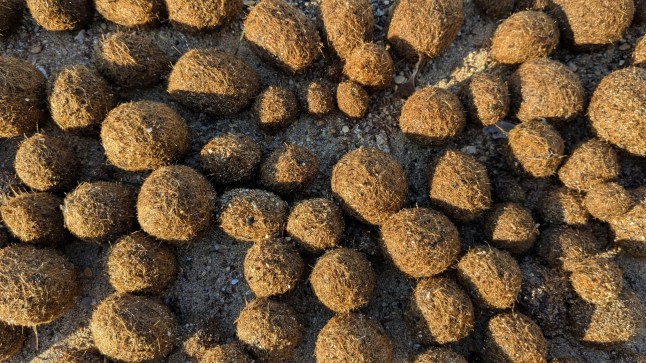St. Paul's Bay, Malta April 3rd 2025 - Egagropili, aka Neptune balls - fibrous balls of Posidonia grass on the shoreline; Shutterstock ID 2609169573; purchase_order: -; job: -; client: -; other: -
