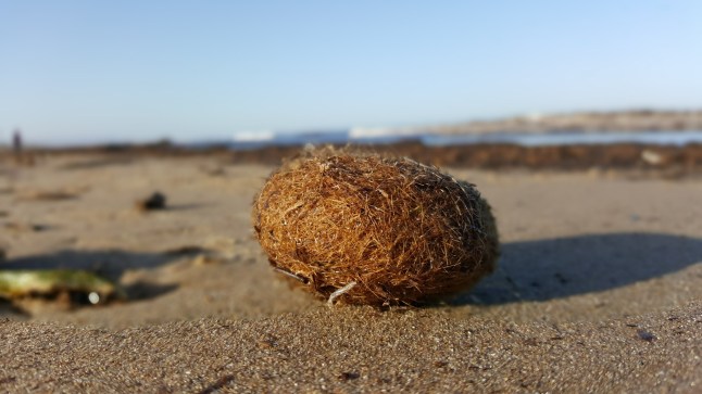 Close up of Neptune Grass balls with blurred background; Shutterstock ID 1581971245; purchase_order: -; job: -; client: -; other: -