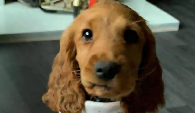 A photo of a tan puppy cocker spaniel wearing a bib