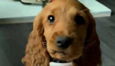 Bailey the support dog 'freed' from Northern Irish prison after safety concerns