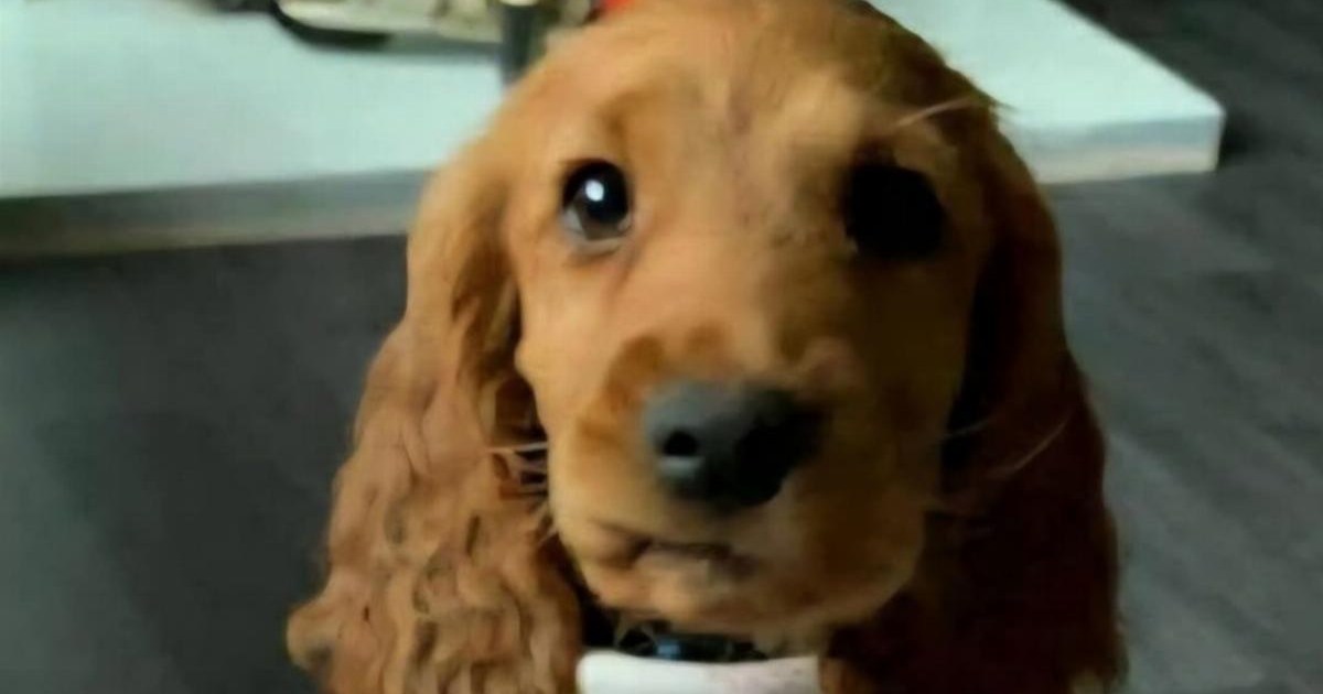 Bailey the support dog 'freed' from Northern Irish prison after safety concerns