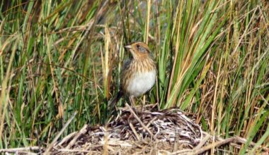 Citizen Scientists' Makeshift 'Coffee Filter Arks' Help Prevent These Sparrows Chicks from Drowning