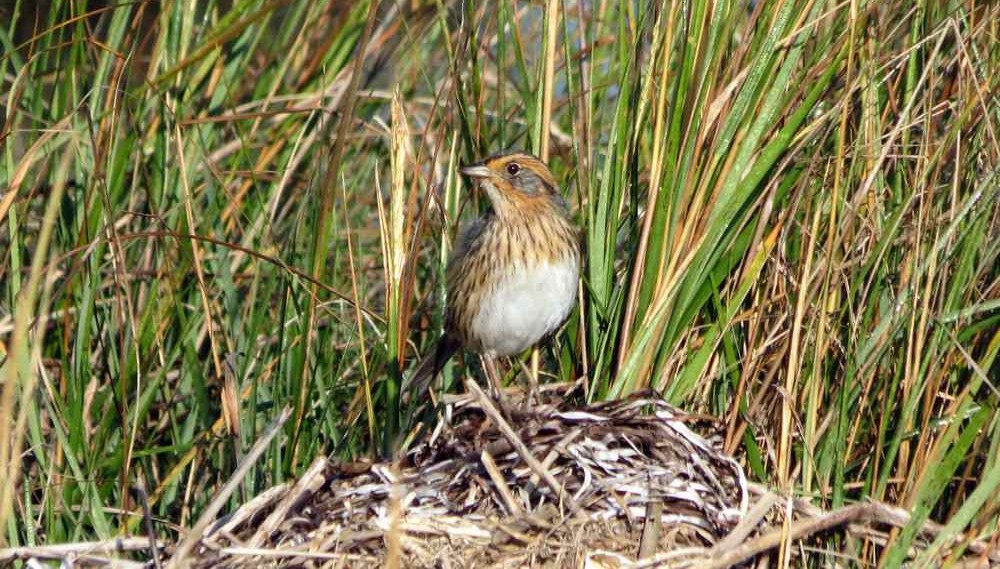Citizen Scientists' Makeshift 'Coffee Filter Arks' Help Prevent These Sparrows Chicks from Drowning