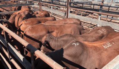 Reducing bull purchasing risk and increasing profitability