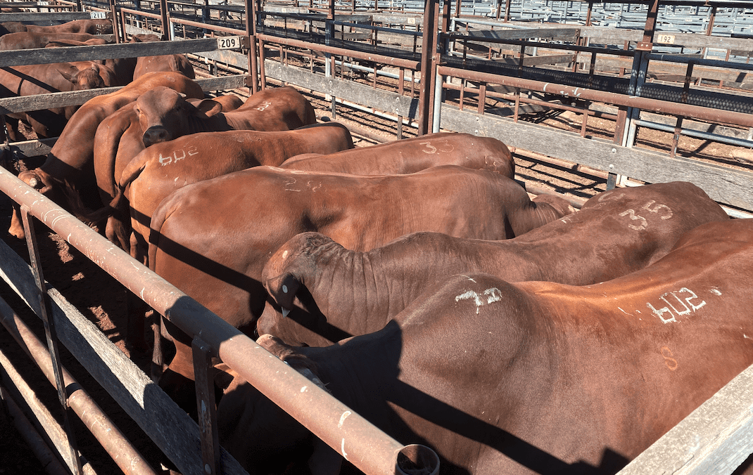 Reducing bull purchasing risk and increasing profitability