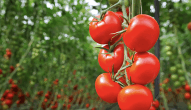 30-year-old tomato line shows genetic resistance to devastating virus