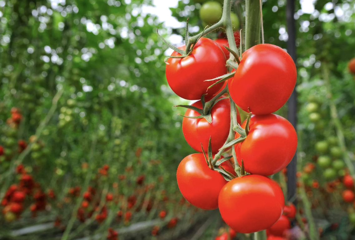 30-year-old tomato line shows genetic resistance to devastating virus