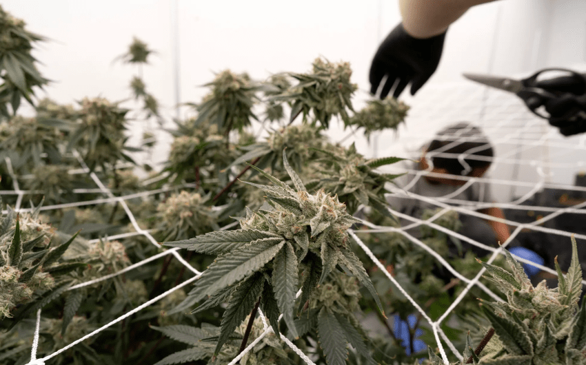 California’s Marijuana Industry Gets a Break Under New Law Suspending Tax Hike