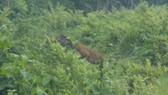 A leopard was chased away by a fearless wild boar in a viral video.(X/@ParveenKaswan)