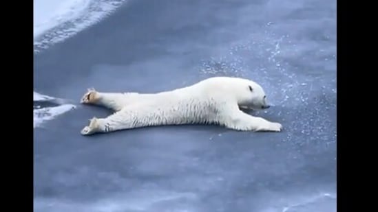 A resurfaced video showed a polar bear sliding on ice to stay safe.(X/@AMAZlNGNATURE)
