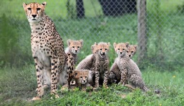 Six Baby Cheetahs Born in the Richmond Zoo's Prolific Breeding Program – 167 Cats Since 2013 (WATCH)