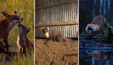 A collage of three images: left, a fox with two kits nuzzling in a sunlit field; center, a pine marten standing alert on dirt inside a shed; right, a snarling fox in a dark, forested, wet environment.