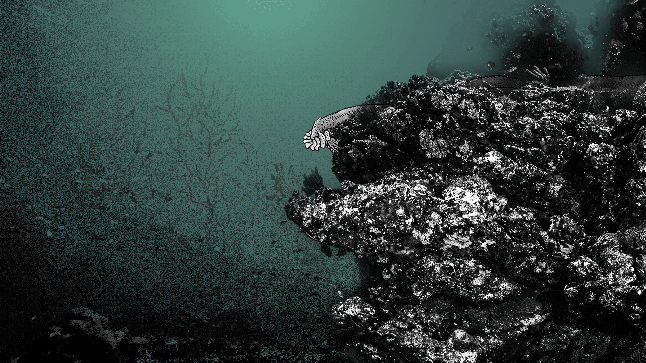 A gif of a ratfish coming out from behind a rock.