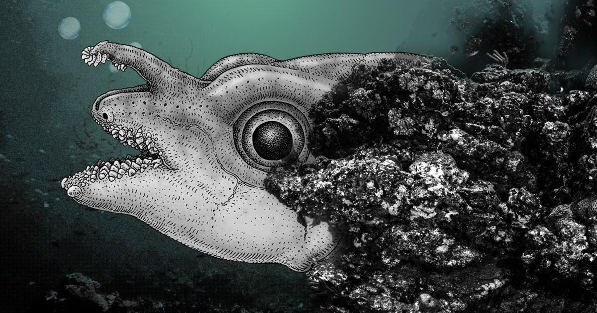 Meet the ratfish that use teeth-covered rods on their foreheads to have sex | News Weird