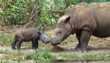 A Sumatran rhino with a four-day-old calf. This critically endangered species is the smallest of all rhinos, with an estimated 34-47 individuals surviving in the wild.