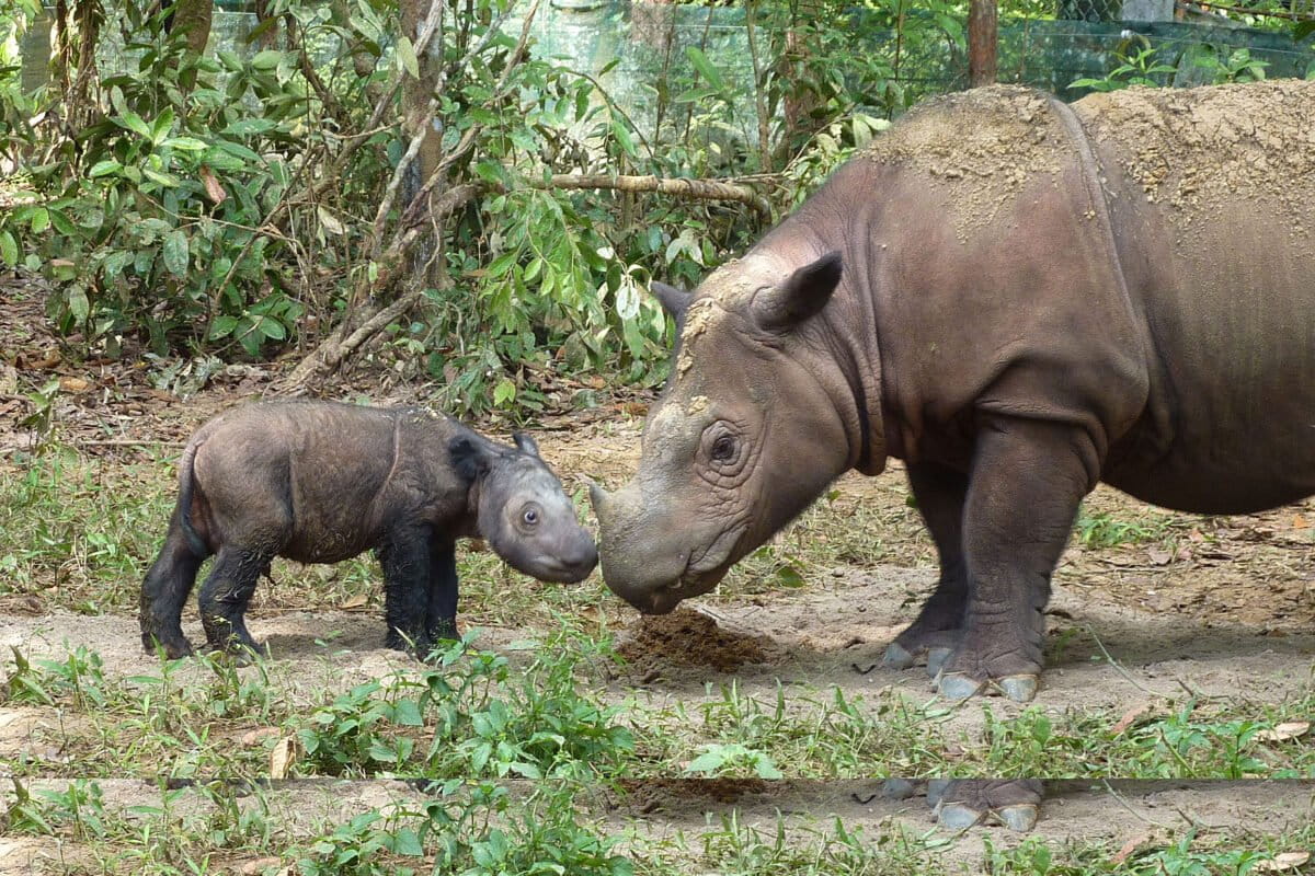 A Sumatran rhino with a four-day-old calf. This critically endangered species is the smallest of all rhinos, with an estimated 34-47 individuals surviving in the wild.