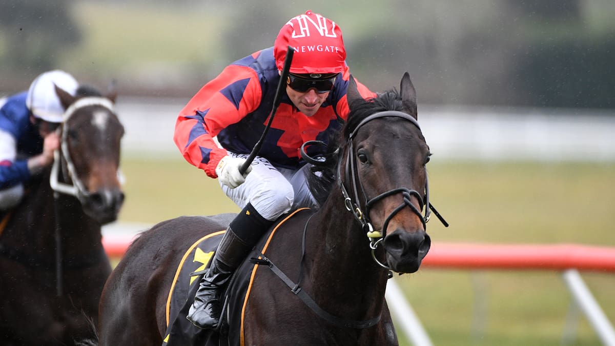 Record-breaking colt gets wake up call as superstars return