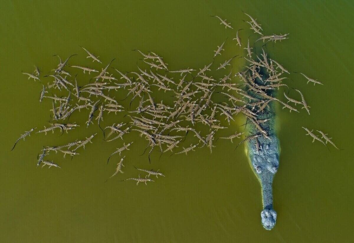 The photo of 100 baby crocodiles