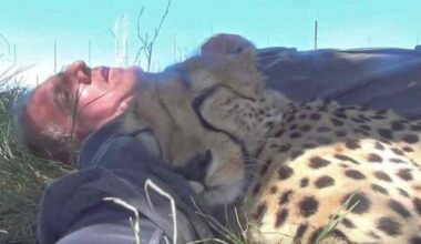 This wildlife photographer woke up from a nap under a tree with
