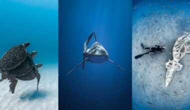 A collage of three underwater photos: two sea turtles swimming, a shark facing forward, and a diver near a large skeleton on the ocean floor surrounded by small fish.