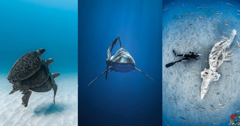 A collage of three underwater photos: two sea turtles swimming, a shark facing forward, and a diver near a large skeleton on the ocean floor surrounded by small fish.