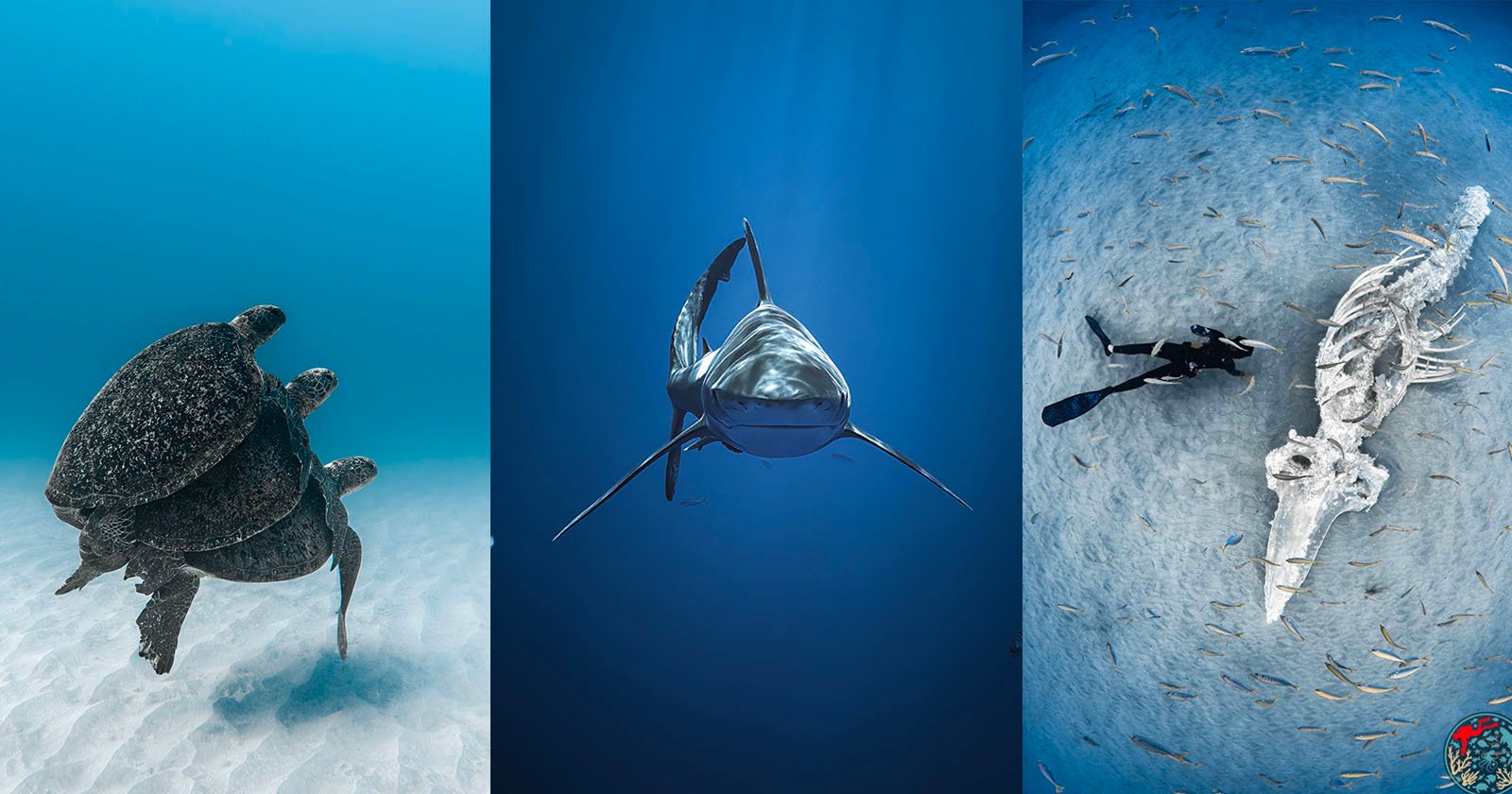 A collage of three underwater photos: two sea turtles swimming, a shark facing forward, and a diver near a large skeleton on the ocean floor surrounded by small fish.