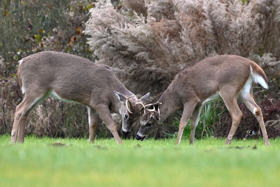 Deers who succumb to the disease are often found by streams as they battle to counteract the symptoms.
