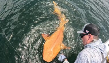 A photograph of an orange shark with xanthism caught on a line next to a boat.