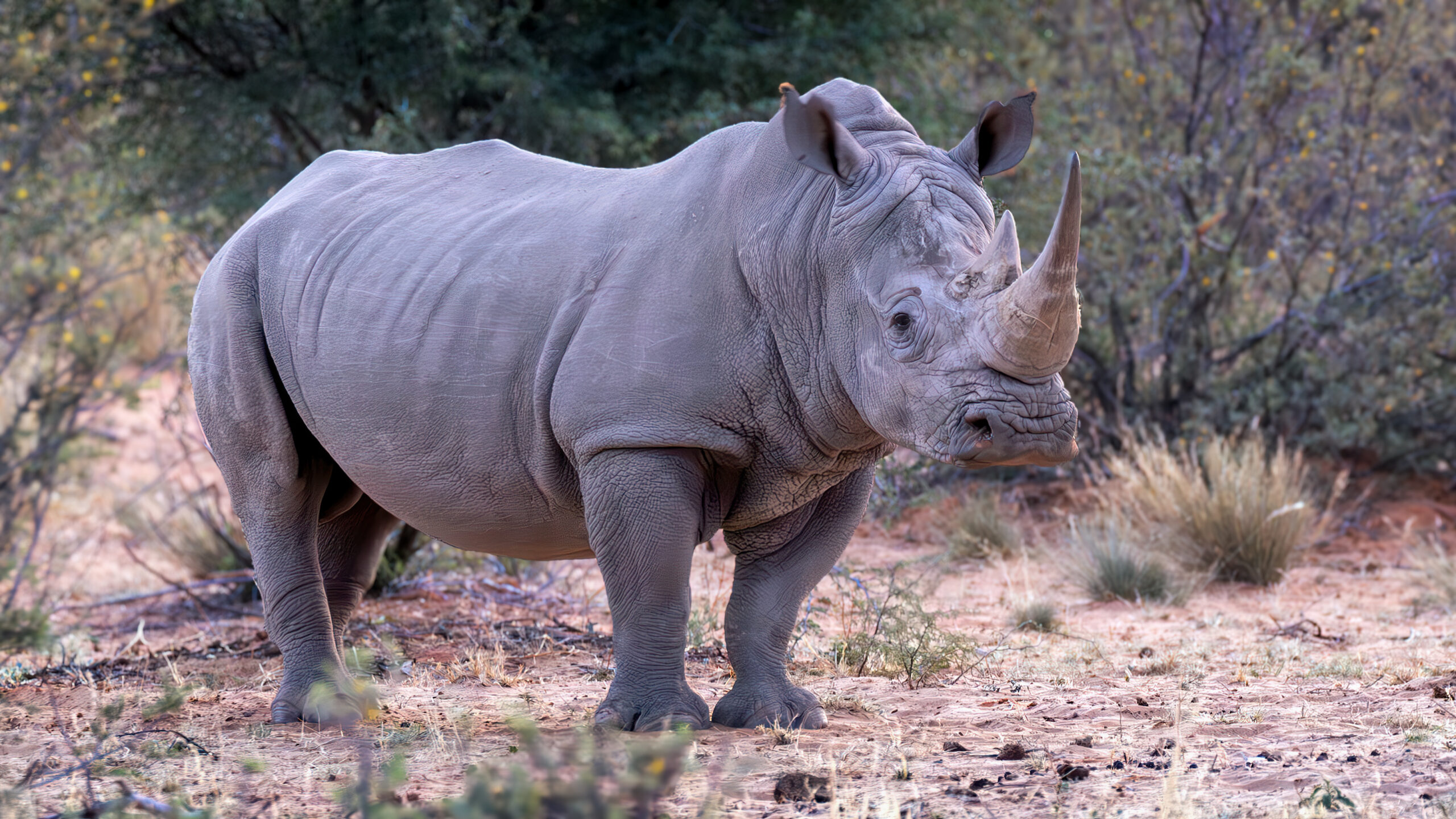 The largest and most populous of all rhinos, the white rhino is the most pursued for poaching. The report finds that, in addition to poaching, droughts, fragmented populations, and management limitations have resulted in a 11% drop in their numbers, and only 15,752 individuals are left in the wild. 
